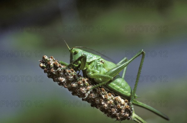 Great Green Brush Cricket (tettigonia viridissima)