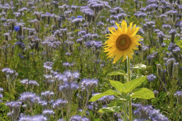 Sunflower (Helianthus annuus), single sunflower in (phacelia) field, lacy phacelia (Phacelia