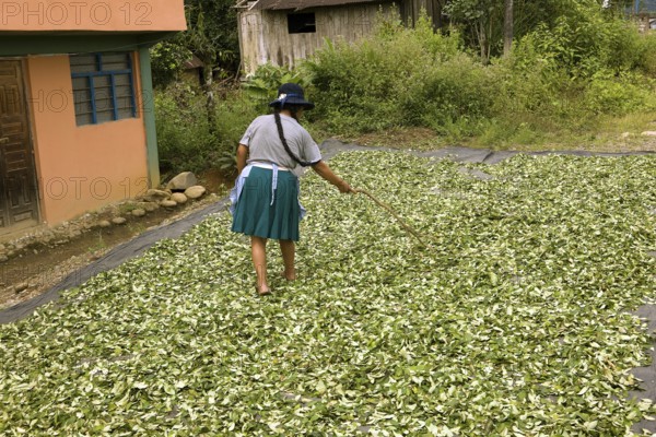 Coca (erythroxylum coca), cocaine production, drying of the leaves in the village of Pilcopata,