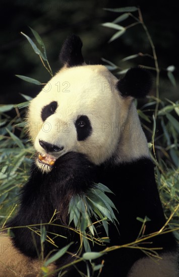 Giant Panda (ailuropoda melanoleuca), Adult eating Bamboo Leaves, Wolong Reserve in China