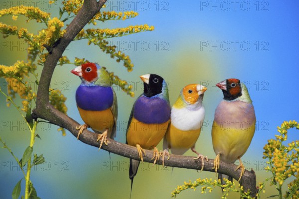 Gouldian finches (Chloebia gouldiae)