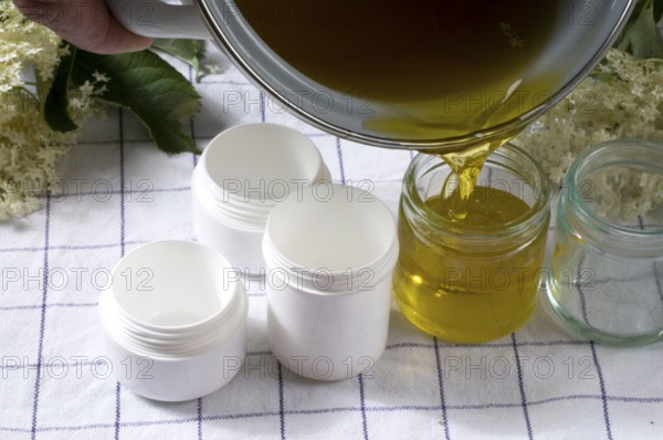 Elder (Sambucus nigra), production of elderberry ointment, pouring the still liquid ointment into