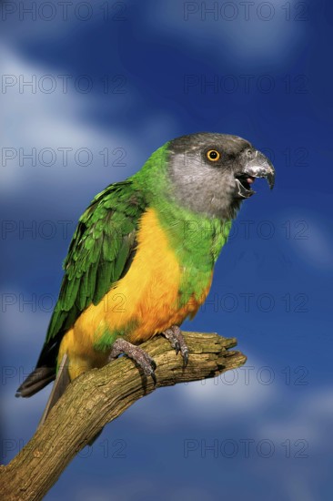 Senegal Parrot (Poicephalus senegalus), yawning, Mohrenkopfpapagei, gaehnend, [Afrika, africa,