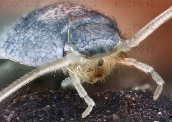 Portrait of an s (Lepisma saccharina) on a stone
