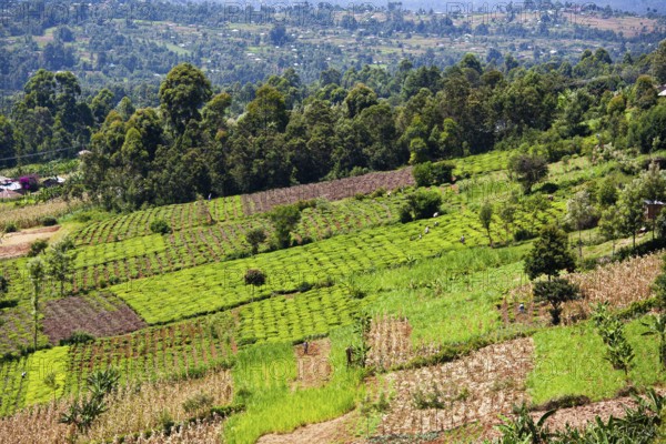Fields of smallholders, near Sotik, Kenya, Africa