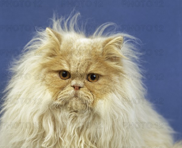 Cream Persian domestic cat, adult portrait against blue background