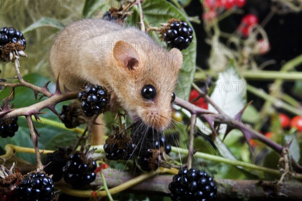 Common Dormouse (muscardinus avellanarius), Adult standing on Branch with Blackberries, Normandy