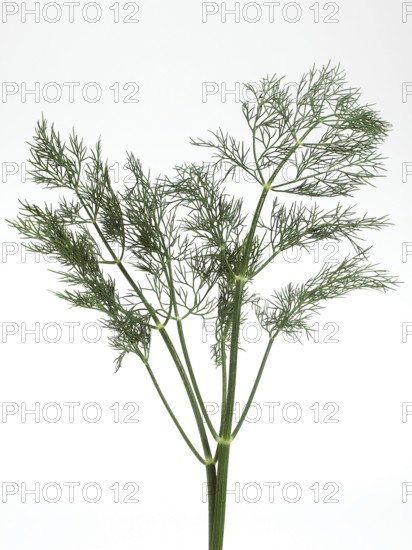 Dill (anethum graveolens) against White Background