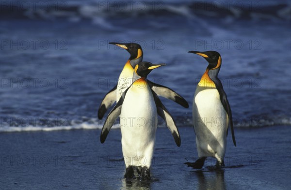 King Penguin (aptenodytes) patagonica, Group standing on Beach, Salisbury Plain in South Georgia