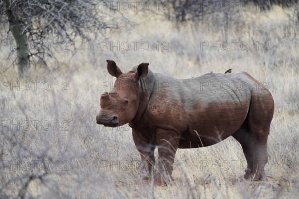 White rhino after SChlambad with Oxpecker on back, Limpopo, South Africa, Africa