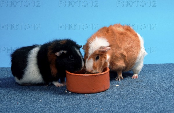 Rex guinea pig and Abyssinian guinea pig, shell