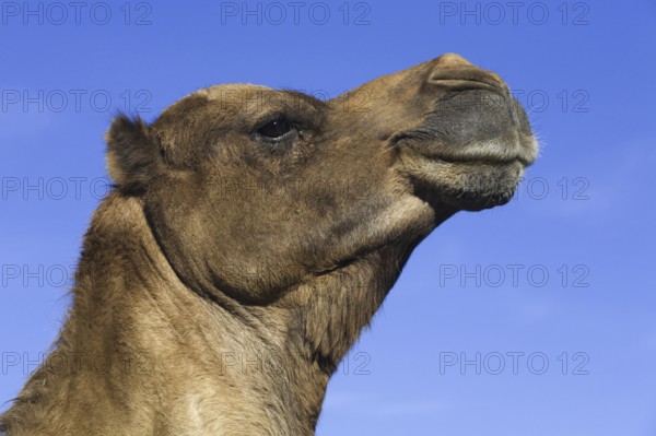 Dromedary, One-humped camel, lateral