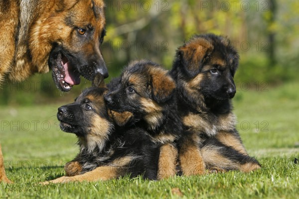 German shepherd dog, mother with puppy in the meadow