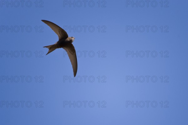 Common Swift (Apus apus) with filled throat sac, optional, Germany, Europe
