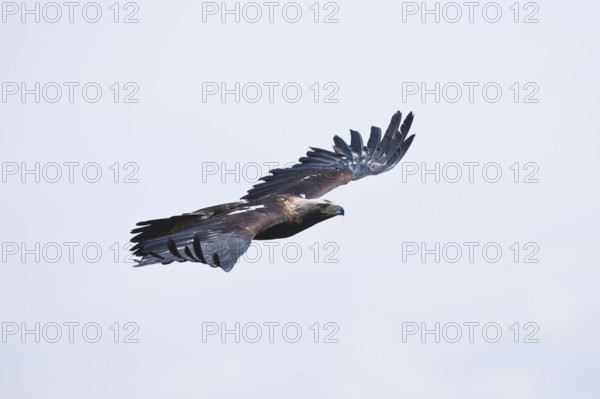 Imperial Eagle, Marchauen, Lower Austria, Austria (Aquila heliaca)