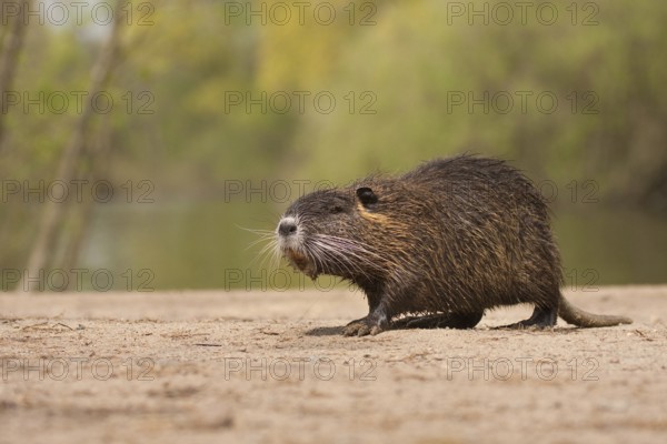 Nutria (Myocastor coypus) Hesse, Germany, Europe