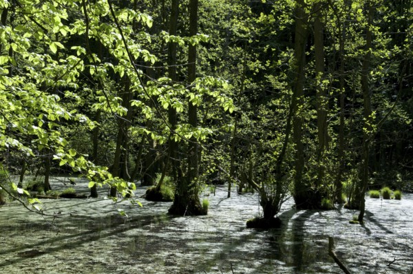 Wetland, floodplain forest, Rügen Island, Jasmund National Park, Mecklenburg-Western Pomerania,