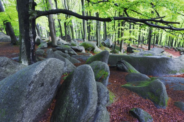 Felsenmeer, Lautertal, Hesse, stones, boulders, red beech, beech forest, Germany, Europe