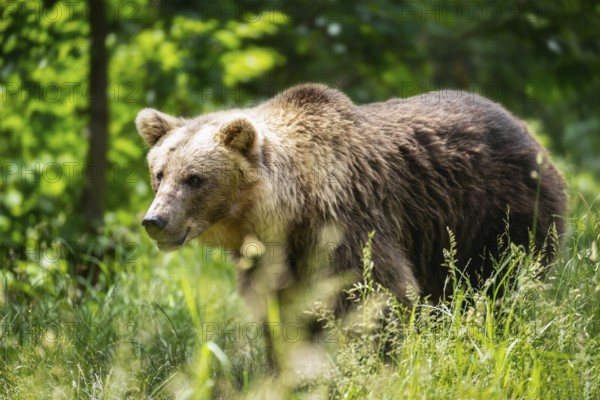 Bear in the Alternative Wolf and Bear Park Black Forest in Bad Rippoldsau-Schapbach