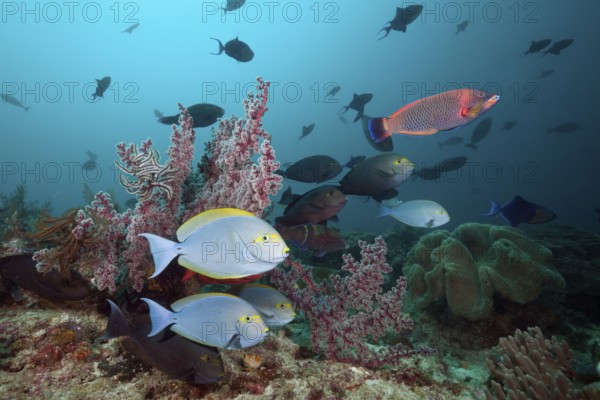 Grey surgeonfish on the reef, Acanthurus mata, Raja Ampat, West Papua, Indonesia, Asia