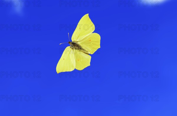 Brimstone (Gonepteryx rhamni) flying