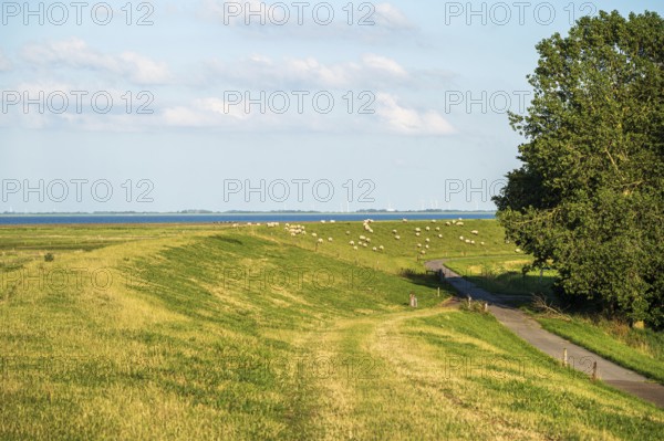 Dyke and sheep next to a rural road, under a clear blue sky, Varel, East Frisia, Lower Saxony