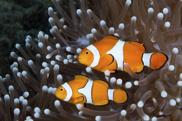 Orange skunk clownfish, Amphiprion ocellaris, New Ireland, Papua New Guinea, Oceania