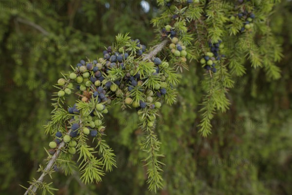 Juniper (Juniperus), Michelbach an der Bilz, Limpurger Land, Limpurger Berge,