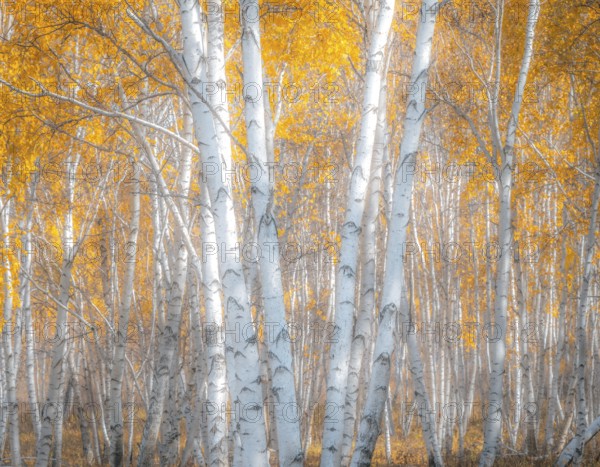 Autumn n Selenge province, Birches, Mongolia, Asia