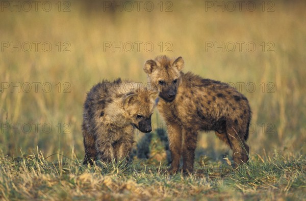 Spotted Hyena (crocuta crocuta), Youngs, Masai Mara Park in Kenya