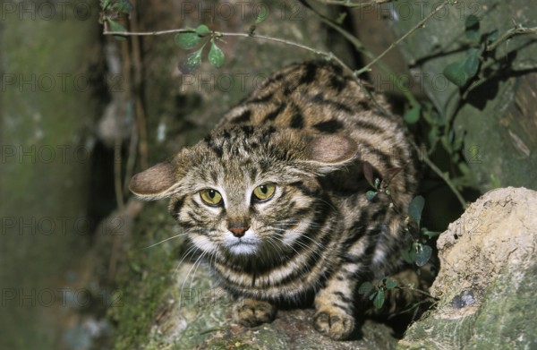 Black Footed Cat (felis nigripes), Adult standing on Branch