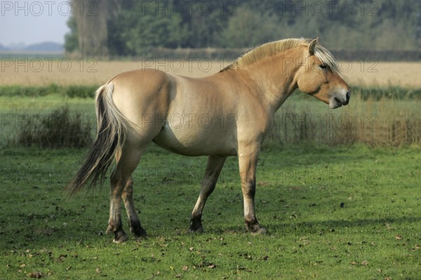 Norwegian Fjord Horse