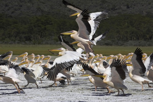 GREAT WHITE PELICAN (pelecanus onocrotalus), COLONY AT NAKURU LAKE, KENYA