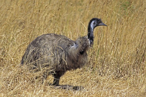 Emu (dromaius novaehollandiae), Adult standing in Dry Grass, Australia, Oceania