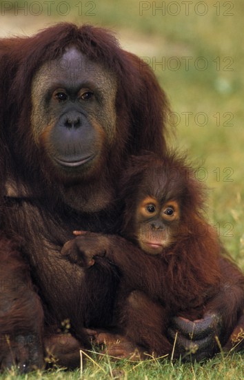 Orang Utan (pongo pygmaeus), Female with Young sitting on Grass