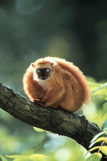 Blue-eyed lemur, Madagascar, sitting, female), female (Eulemur macaco flavifrons) (female animals)