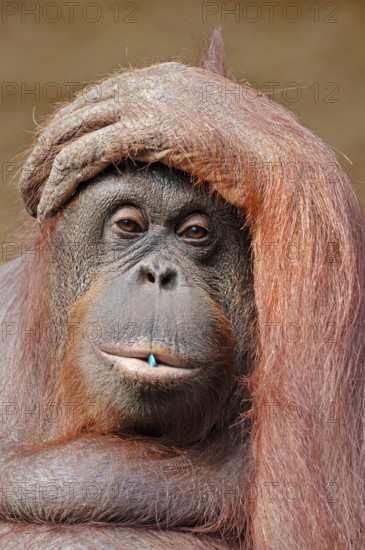 Bornean Orang-utan, female (Pongo pygmaeus pygmaeus), Bornean Orangutan