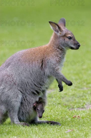 Red-necked Wallaby (Macropus rufogriseus), female with joey, Bennetts Wallaby