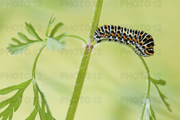 Swallowtail (Papilio machaon) caterpillar, savage carrot (Daucus carota) North Rhine-Westphalia,