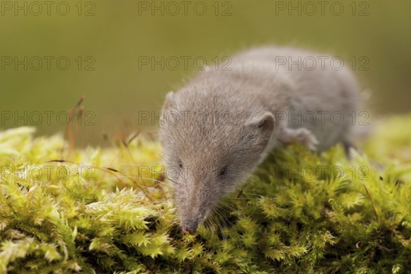 Greater white-toothed shrew (Crocidura russula) Rhineland-Palatinate, Germany, Europe