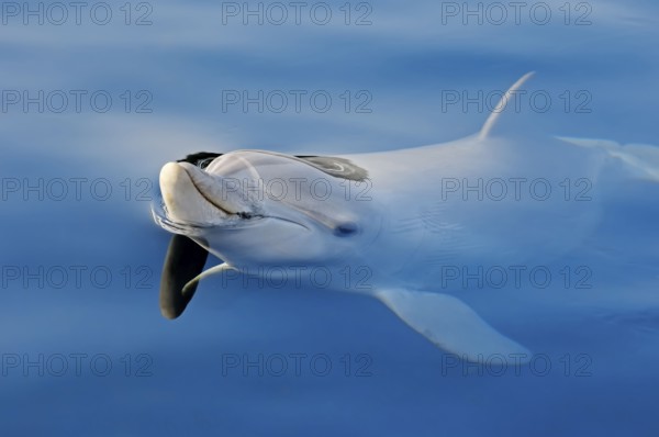 Bottlenose Dolphin (Tursiops truncatus)