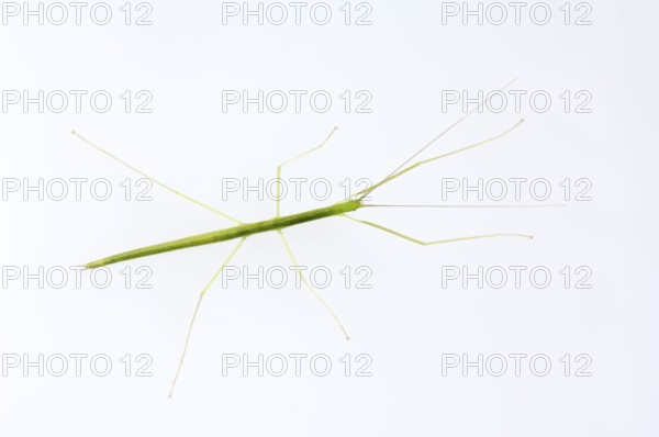 Winged stick insect, pink winged stick insect (Sipyloidea sipylus), Stick insect, Rose-winged stick