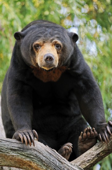 Malayan sun bear (Helarctos malayanus)