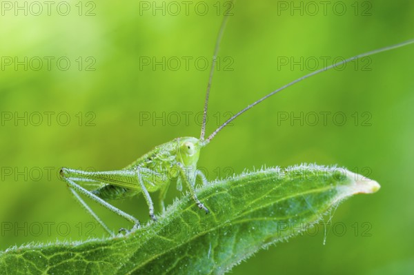 Great green bush cricket (Tettigonia viridissima), larva, Germany, Europe