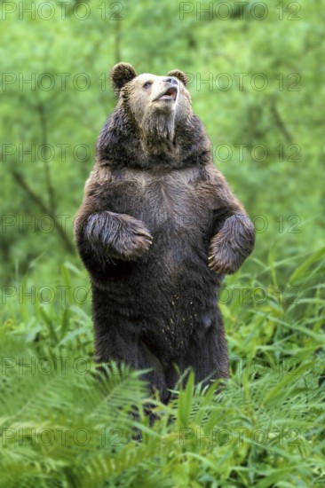 European Brown Bear (Ursus arctos), Europaeischer Braunbaer, Europa, europe, Braunbär, Bären,
