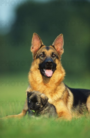 German Shepherd Dog and Mongrel Puppy, German Shepherd Dog