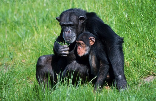 Chimpanzee, female with young, common chimpanzee (Pan troglodytes)