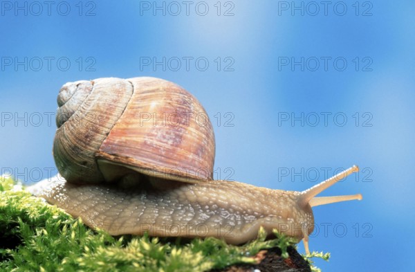 Edible Snail (Helix pomatia), Germany, Europe