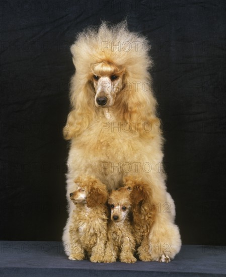 Apricot giant poodle dog, mother and puppies against black background