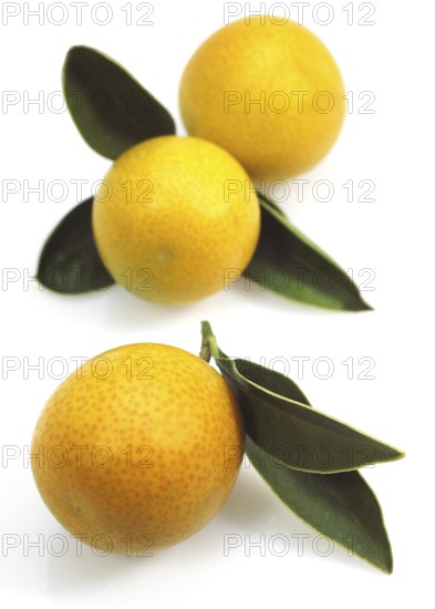 KUMQUAT (fortunella margarita) AGAINST WHITE BACKGROUND